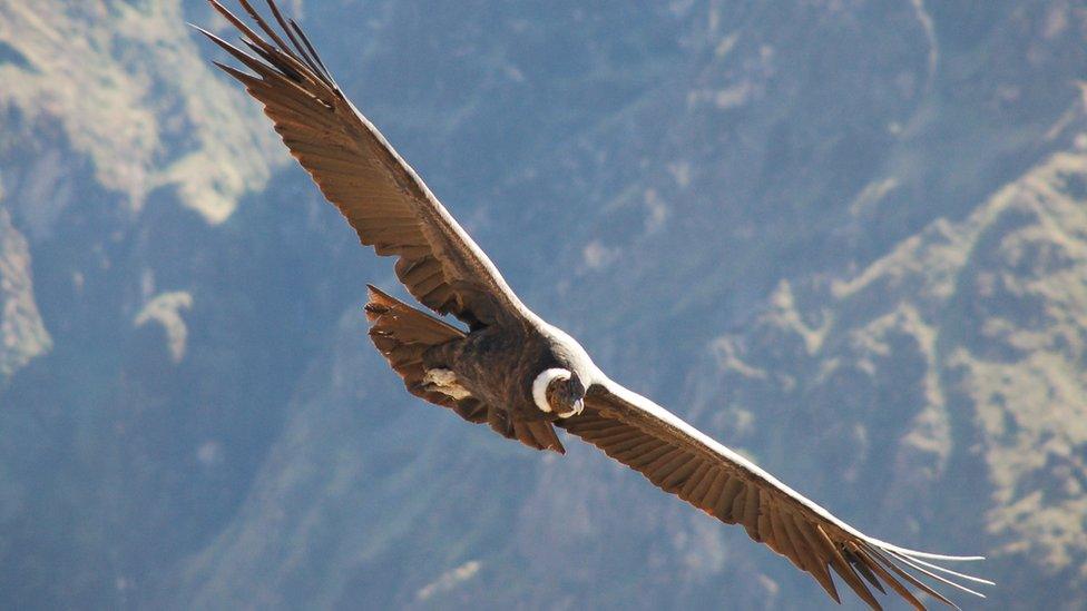 Andean condor in Peru