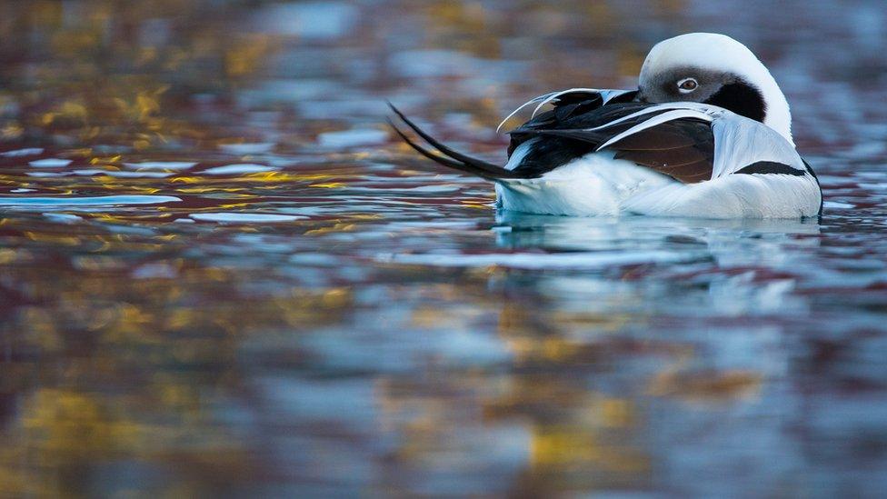 Long-tailed duck