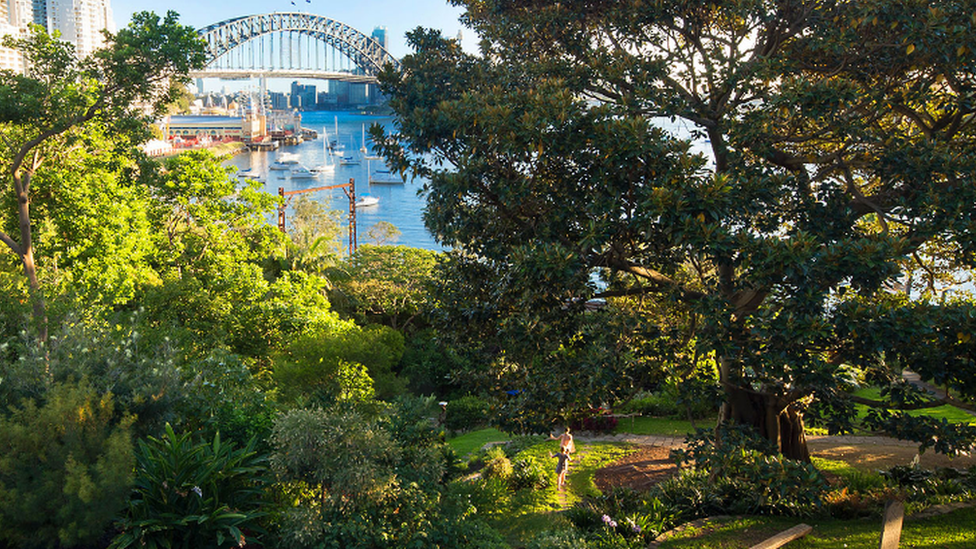 Two people run around a tree in Wendy Whiteley's Secret Garden, with Lavender Bay and the Sydney Harbour Bridge in the background