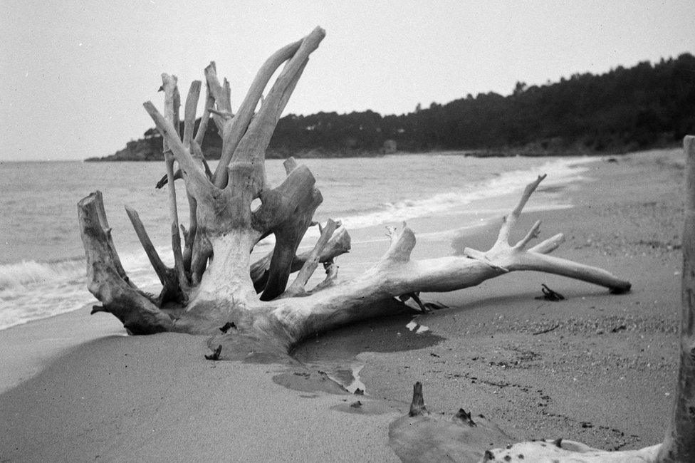 Photograph of a beached tree in Perros-Guirec, France by Eileen Agar, 1936