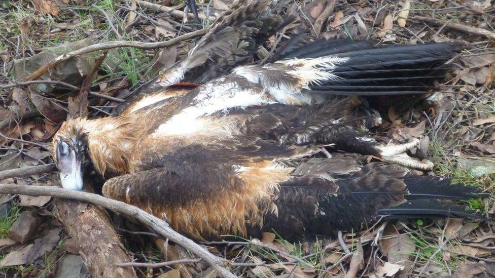 A dead wedge-tailed eagle in the bush in Victoria