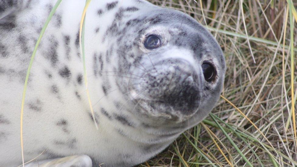 Seal pup at Horsey beach