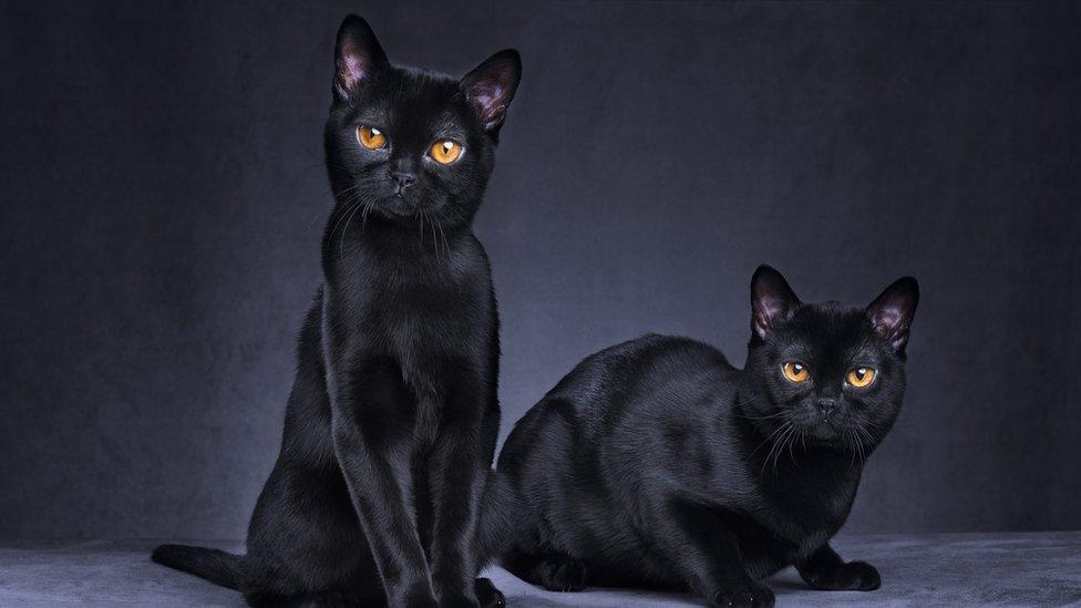 two black cats