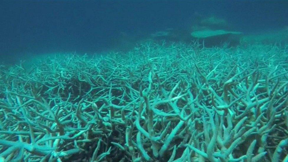 Bleached section of Great Barrier Reef, Feb 2017