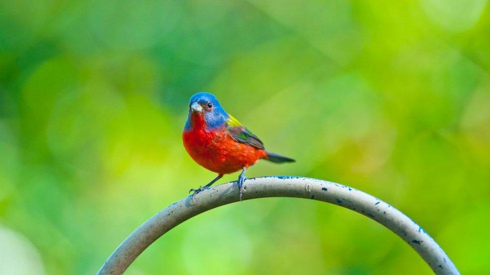 Painted Bunting.