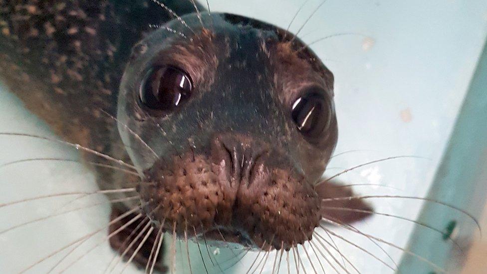 Seal pup Ollie