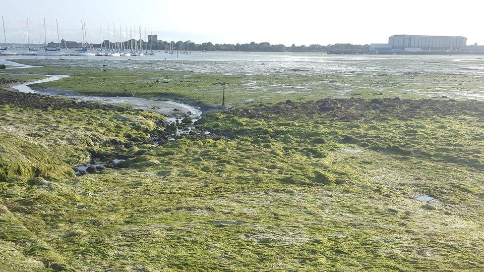 algae near Portchester