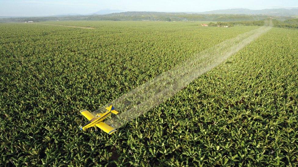 Crop duster flies over banana plantation