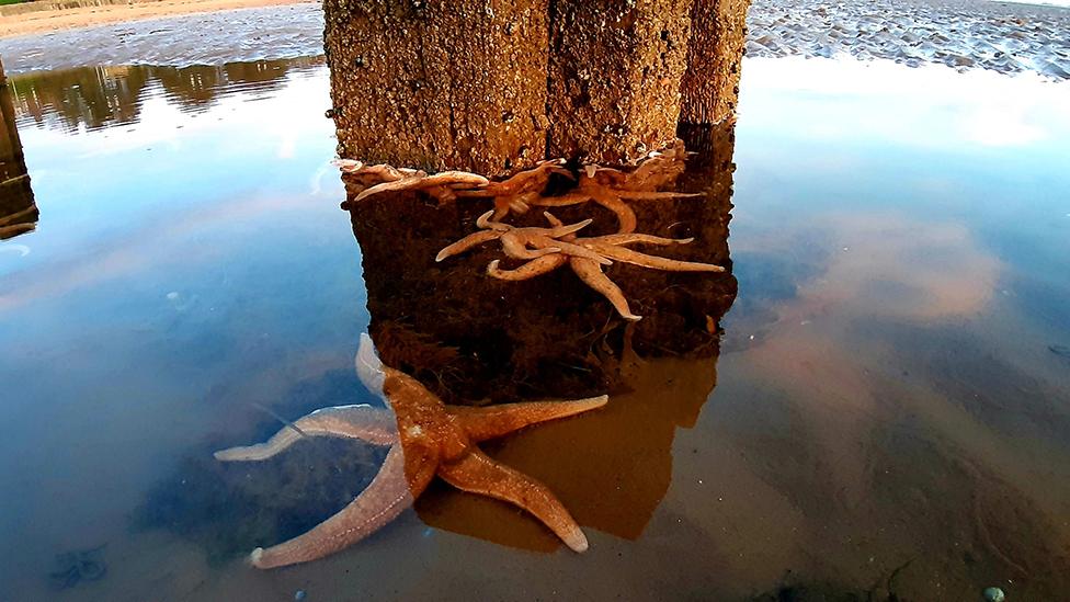 Starfish by Cleethorpes Pier