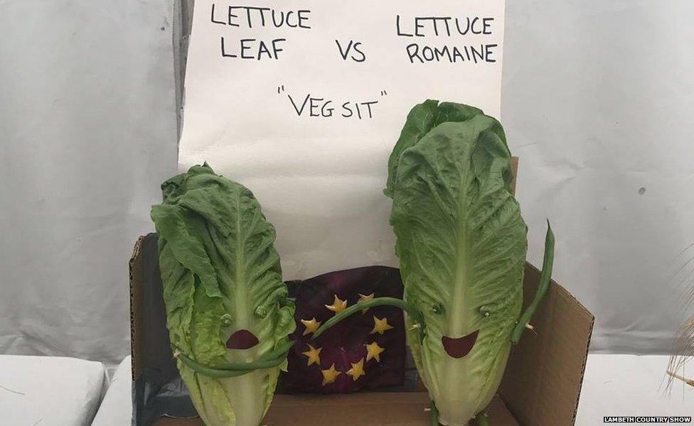 Vegsit: Leaf or Romaine?