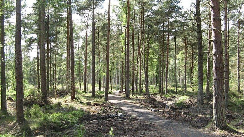 Devilla Forest