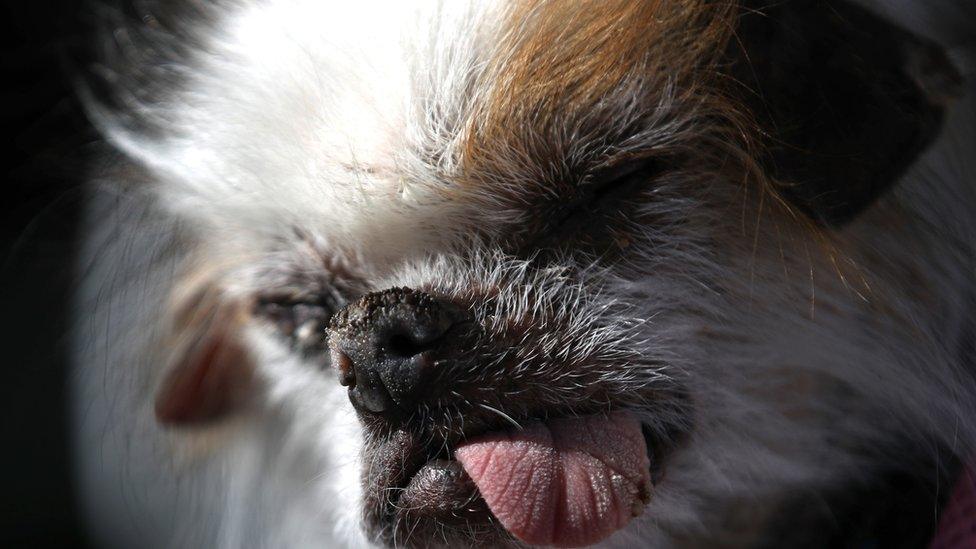 A dog named TeeTee from the World's Ugliest Dog competition with part of his tongue sticking out