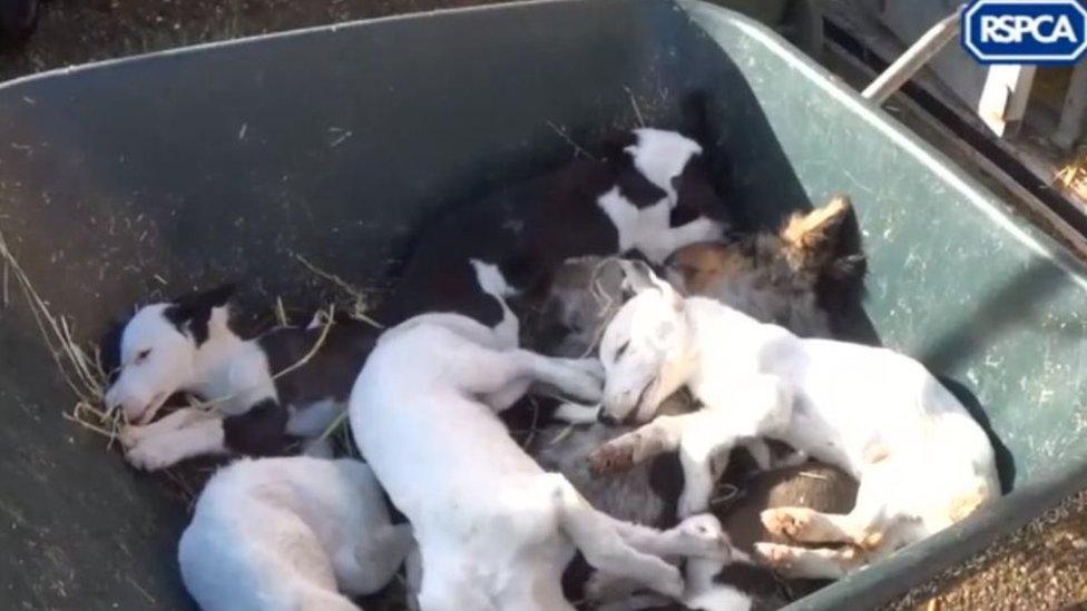 Puppies in a barrow