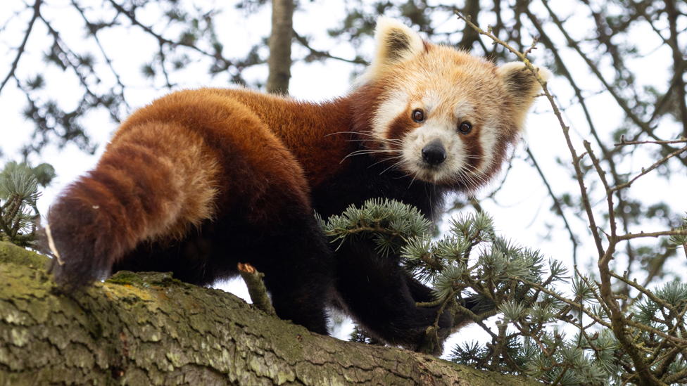 Red panda Nilo in his newly created habitat