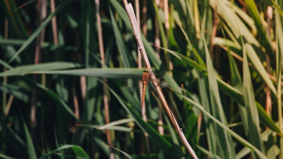 Norfolk Hawker dragonfly