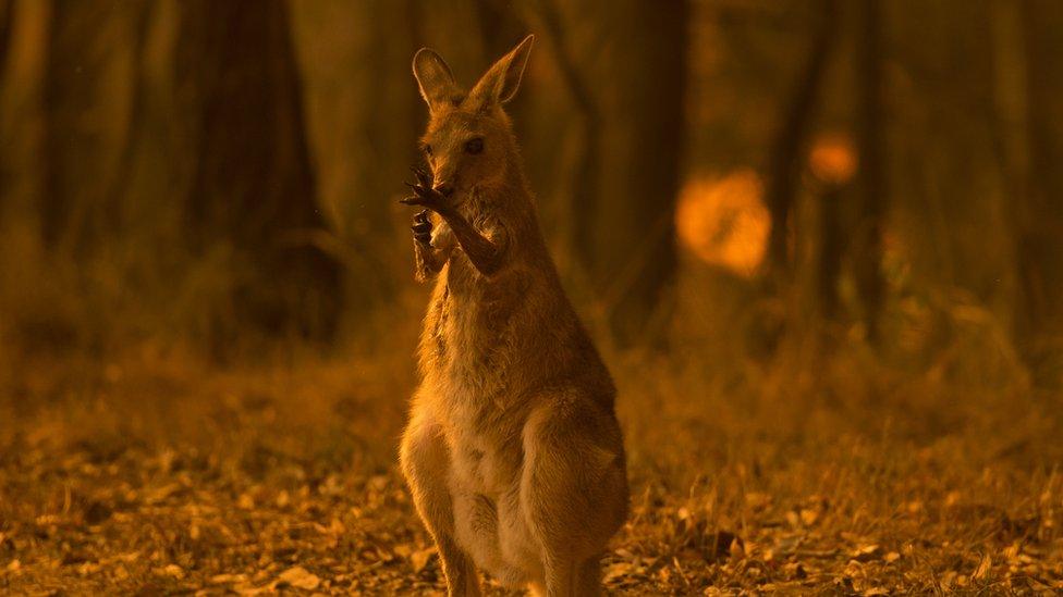 australian-bushfires.