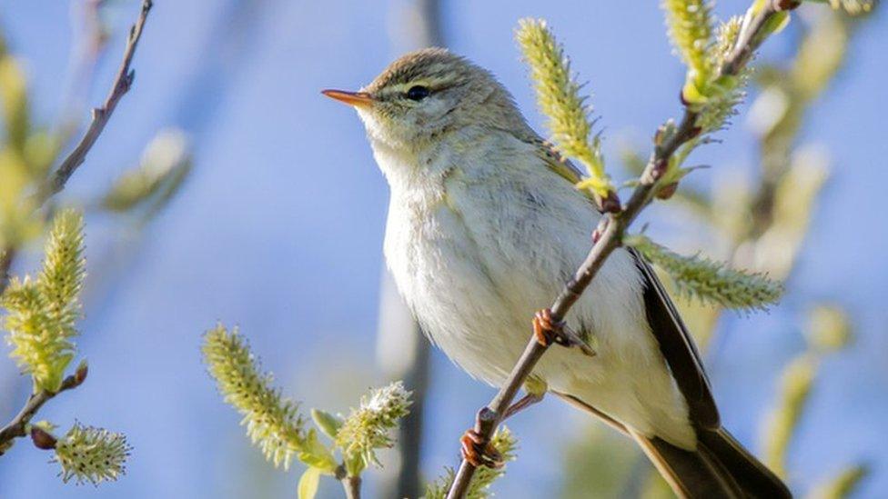 Willow warbler in a tree