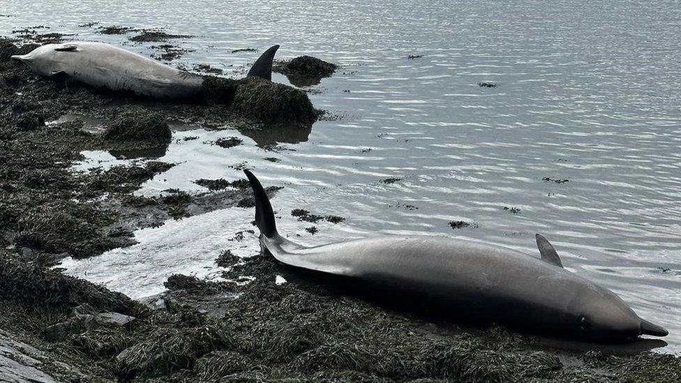 the whales on the beach