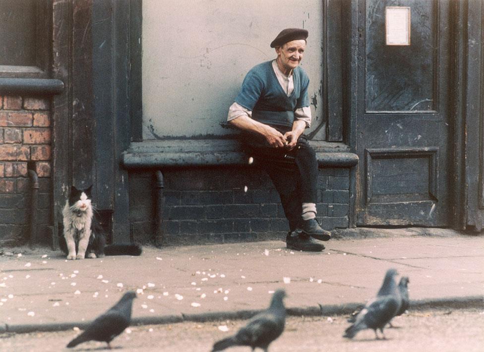 An elderly man feeds pigeons in the street