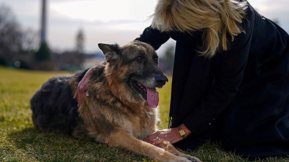 First Lady Jill Biden pets one of the family dogs, Champ, after his arrival from Delaware at the White House in Washington