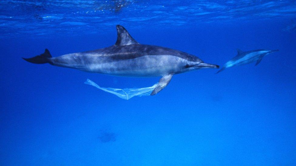 A dolphin with plastic caught on its flipper