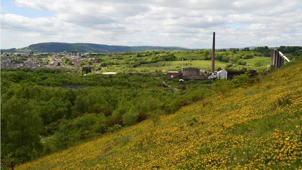 Wildflowers on a coal tip reclaimed by nature with colliery building in distance