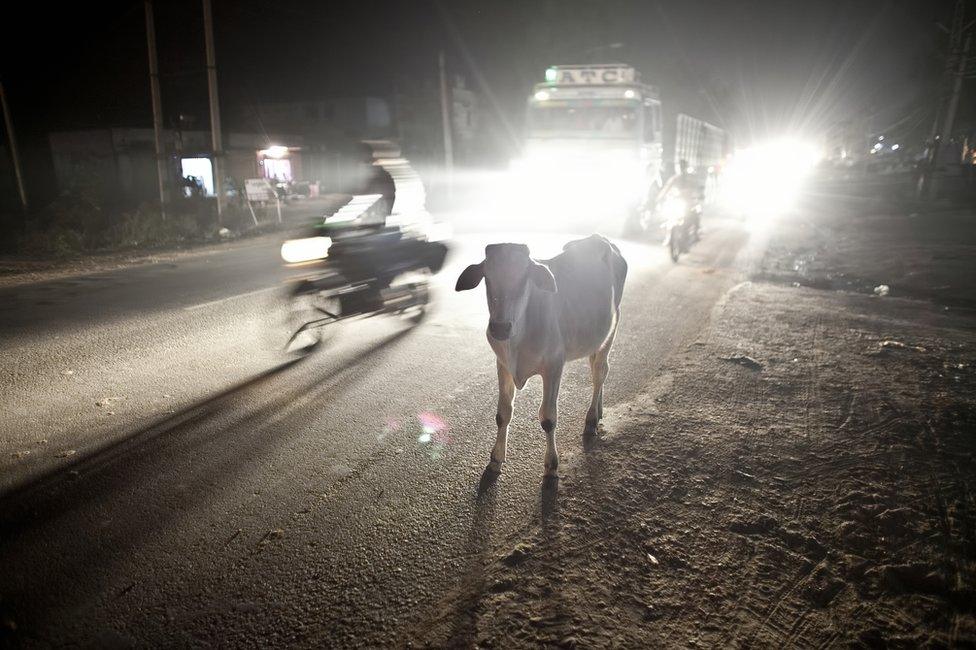 A cow amid traffic on a road in India