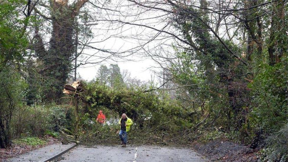 A fallen tree blocked the Lambeg Road between Belfast and Lisburn