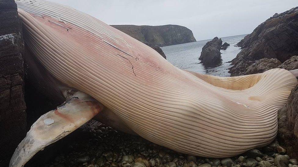 whale carcass at Arranmore