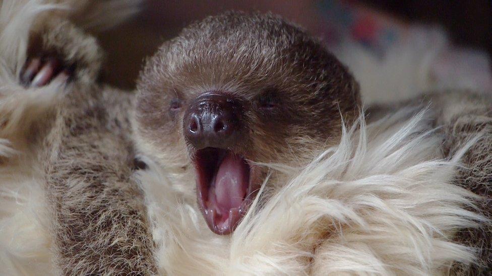 Edward the baby sloth