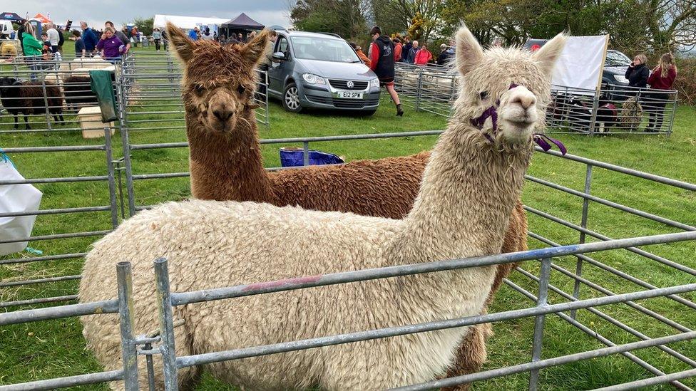 Alpacas ar faes Sioe Nefyn