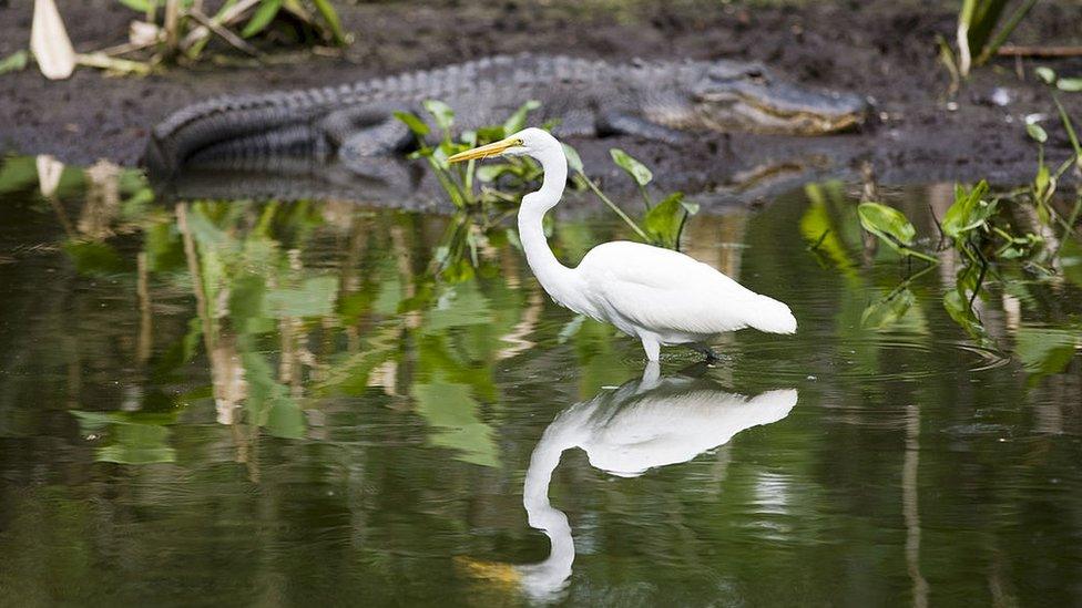 An egret and a gator