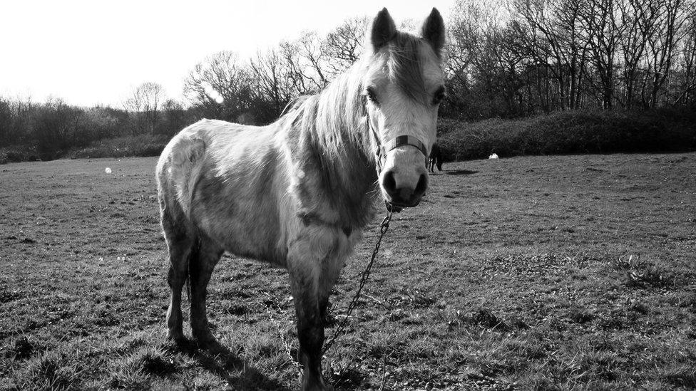 A horse is tethered on a Swansea housing estate