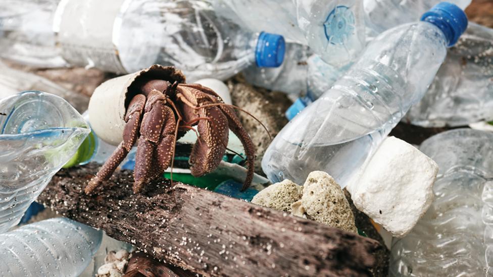 Hermit crab walking through plastic