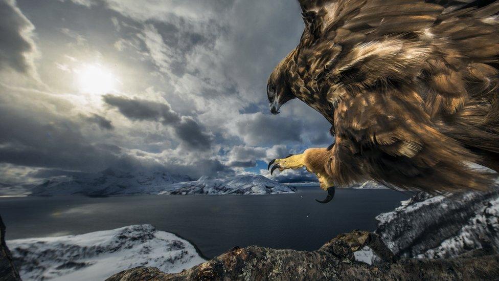 golden-eagle-on-branch.