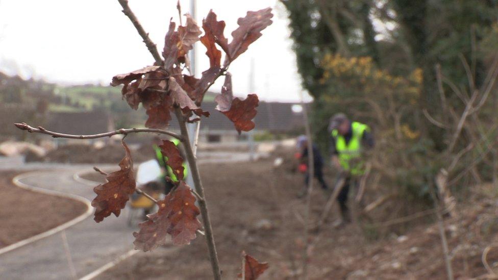 Oak and Alder are amongst the native species being planted