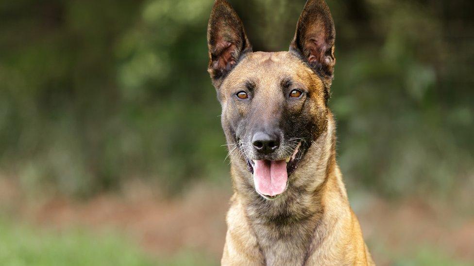 Belgian Malinois dog