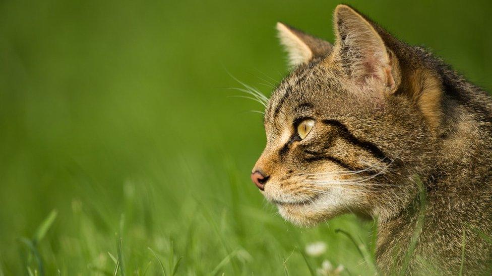 Scottish wildcat