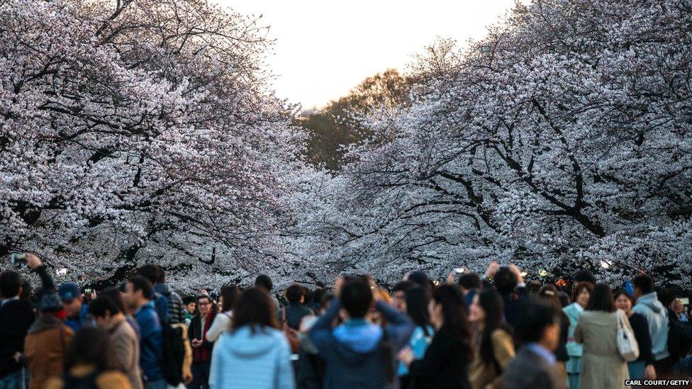 Cherry blossom blooms in Japan - BBC Weather