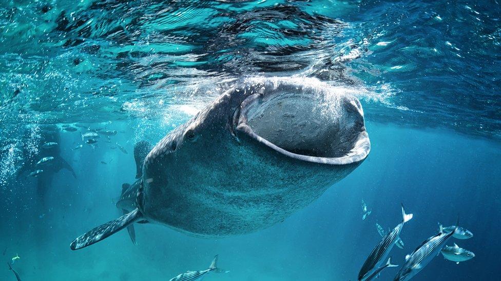 Whale shark