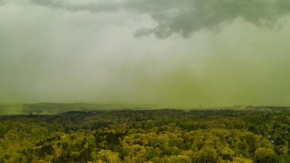 Pollen cloud in Carolina