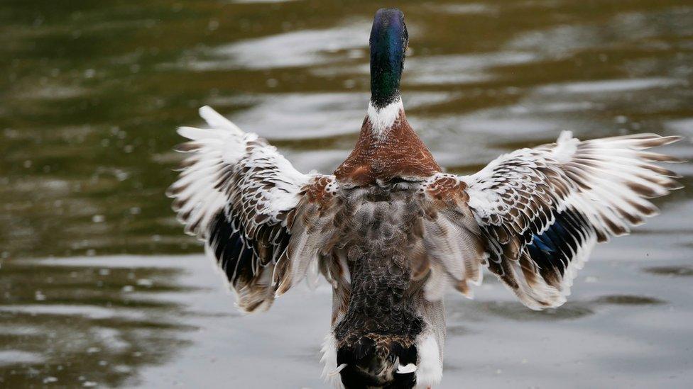 A duck at Llandrindod Wells Lake in Powys.