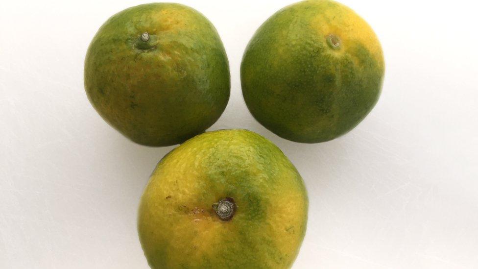 Green satsumas