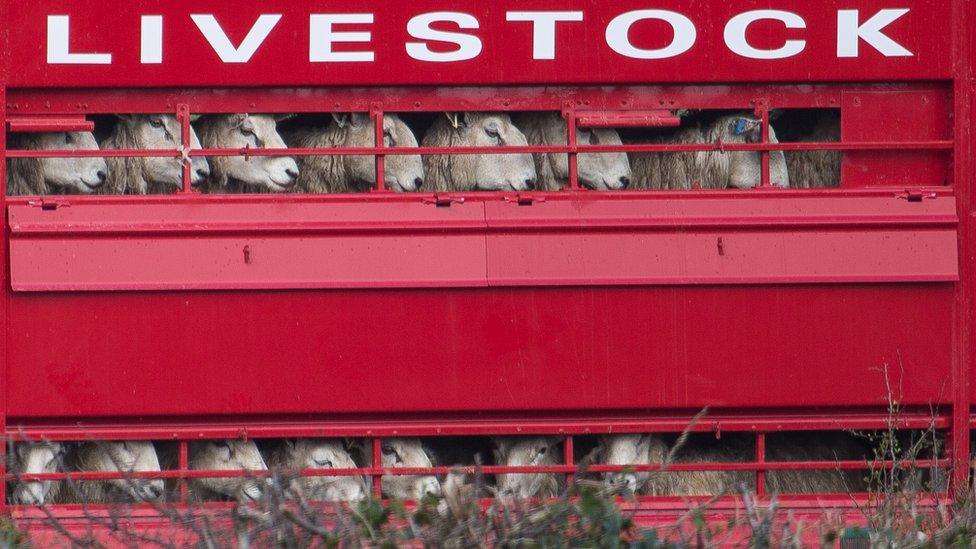 Sheep being transported