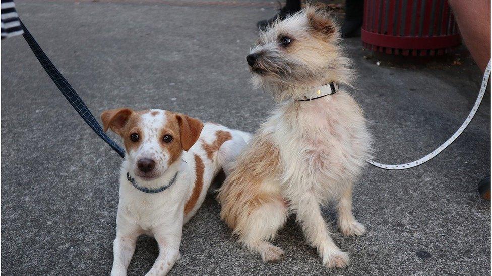 Two dogs on leads