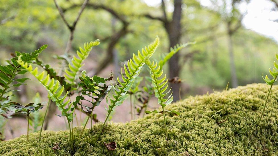 bracken