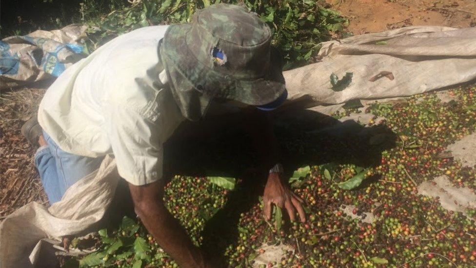 A Brazilian farmer collecting coffee beans