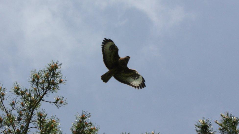 A buzzard 'alarming' near its nest