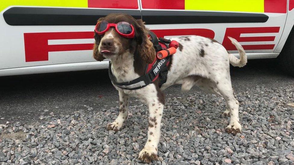 Diesel the fire dog wears his goggles