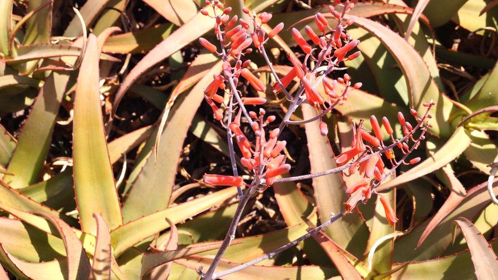 Aloe plant close up